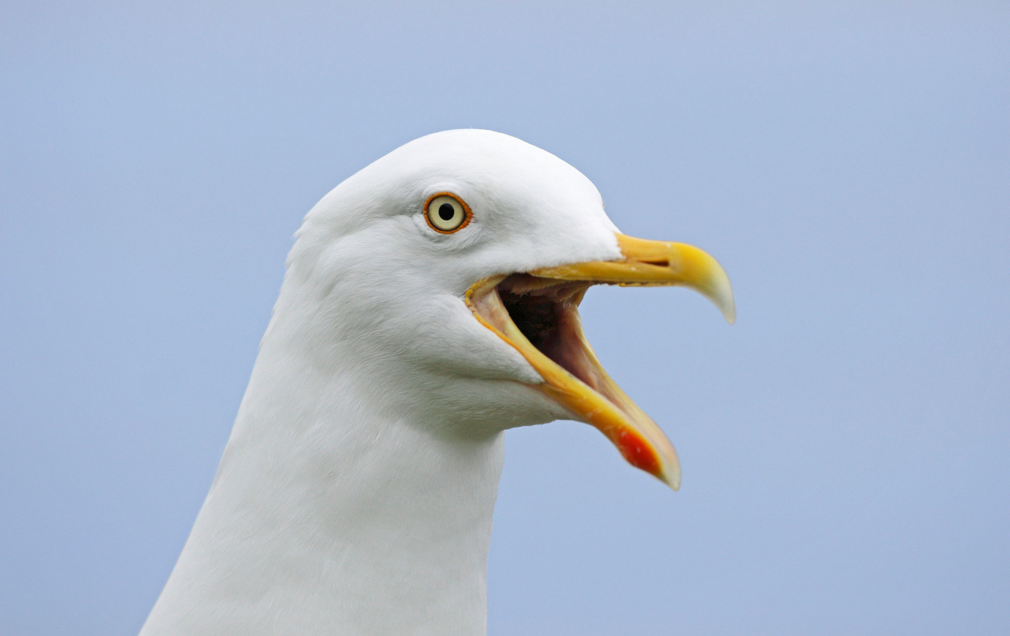 Harmaalokki, jolla on nokka auki.