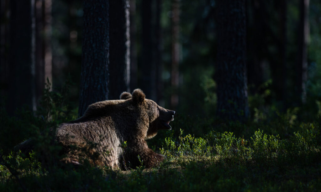 Karhu mets&auml;ss&auml;.