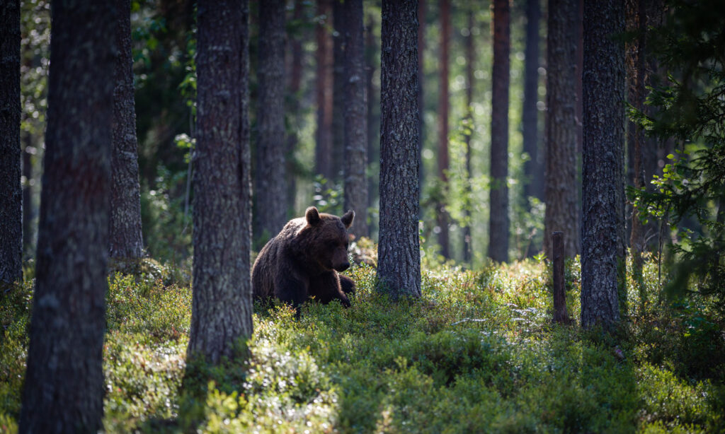 Karhu mets&auml;ss&auml;.
