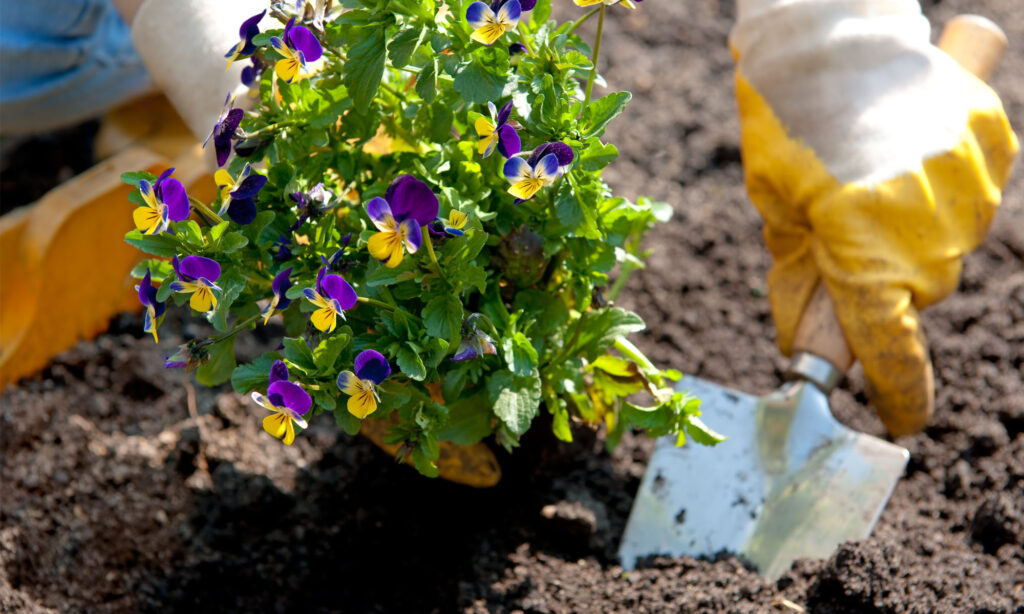 L&auml;hikuva sarviorvokkien istutuksesta puutarhaan.
