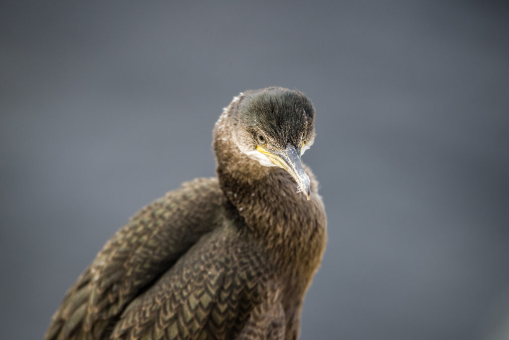 Lähikuva merimetsosta.