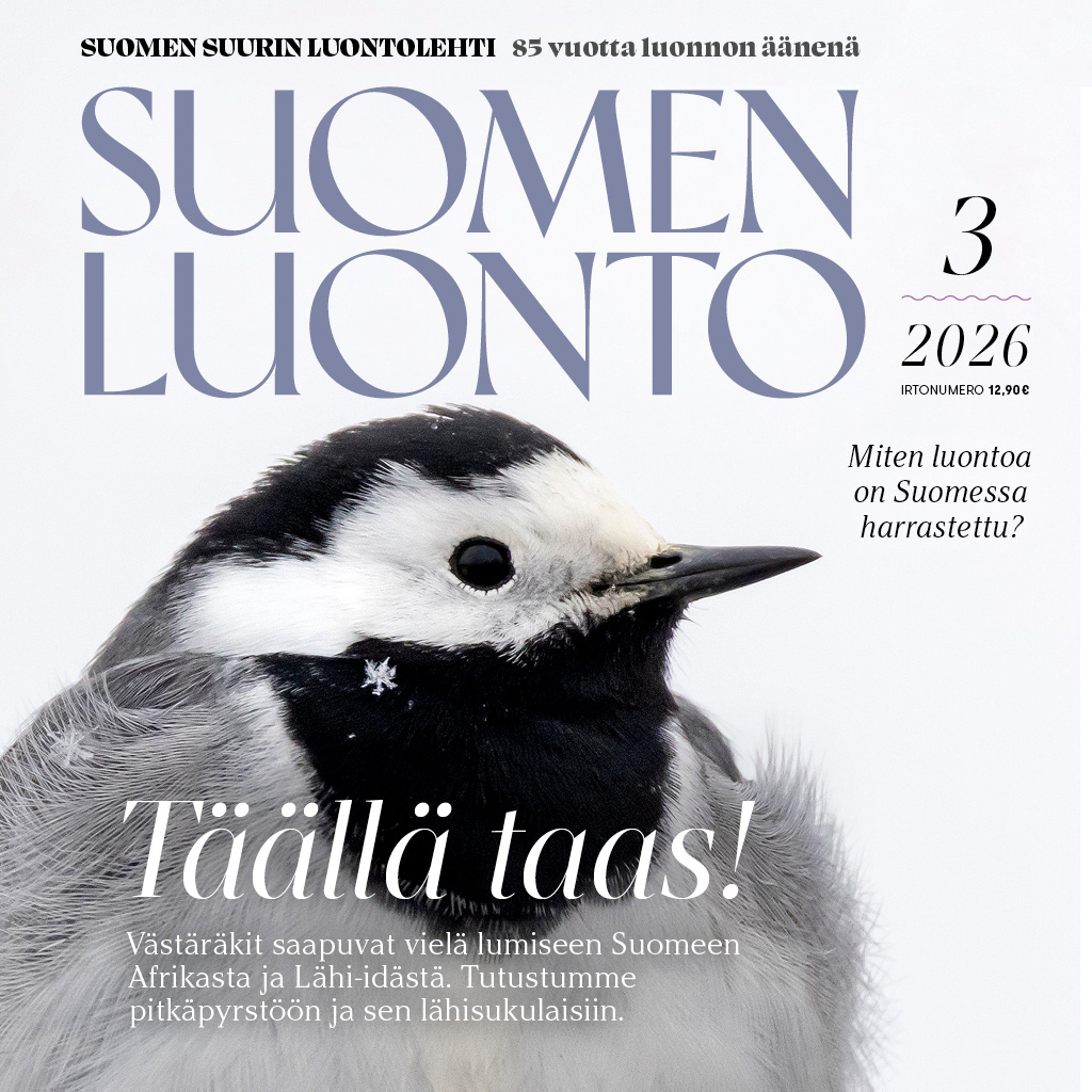 Suomen Luonto -lehden kannessa on västäräkki.