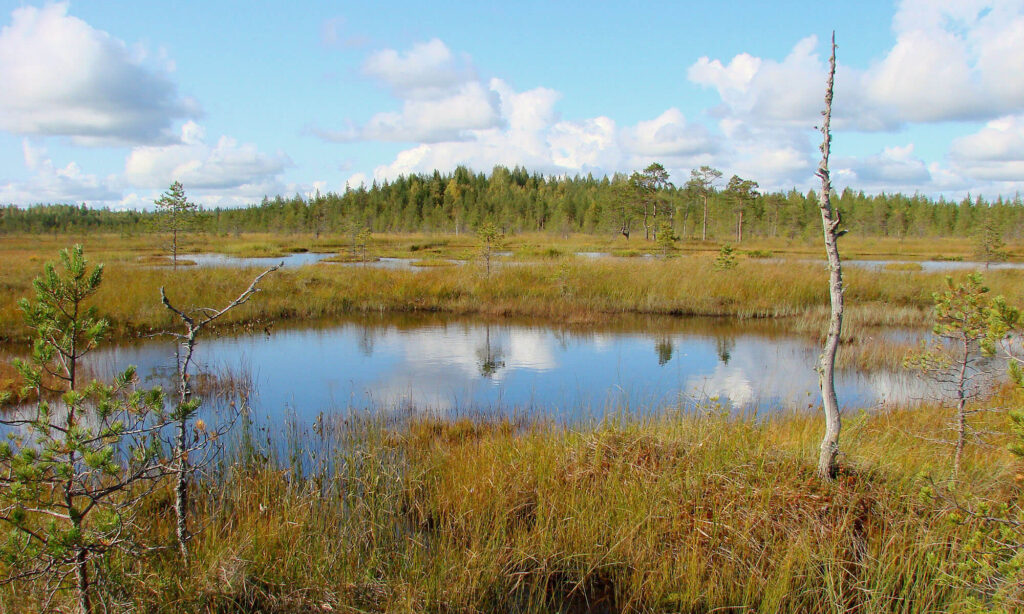 V&auml;h&auml;puustoinen suo.