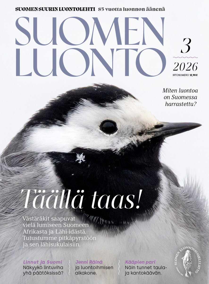 Suomen Luonto -lehden kannessa on västäräkki.