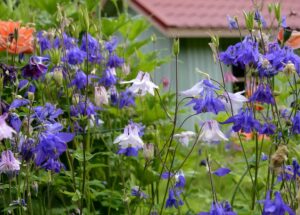 Lehtoakileijan kukkia