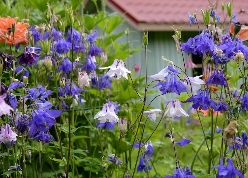 Lehtoakileijan kukkia