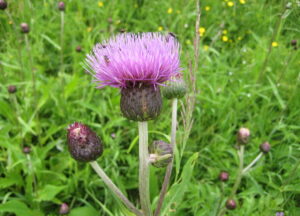 Huopaohdakkeen kukka.