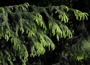 Mets&auml;kuusen oksa, jossa kerkki&auml;.