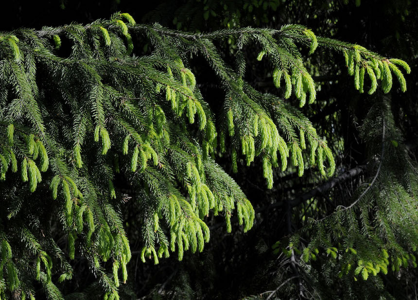 Mets&auml;kuusen oksa, jossa kerkki&auml;.