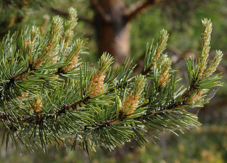 Mets&auml;m&auml;nnyn oksa ja hedekukkia.
