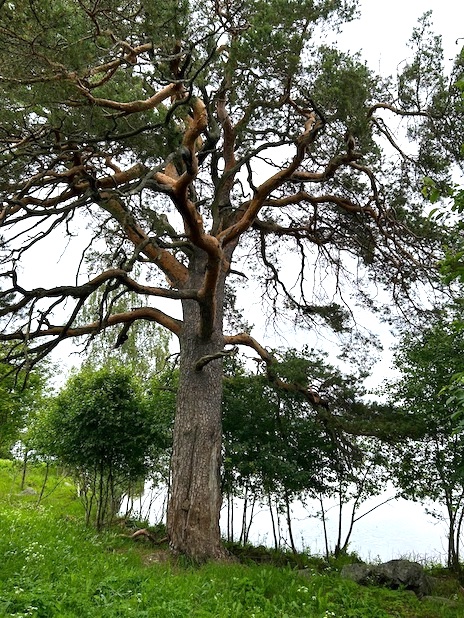 Laidunnetulla rannalla kasvava leveälatvuksinen petäjä.