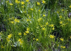 Pikkuk&auml;enrieska.