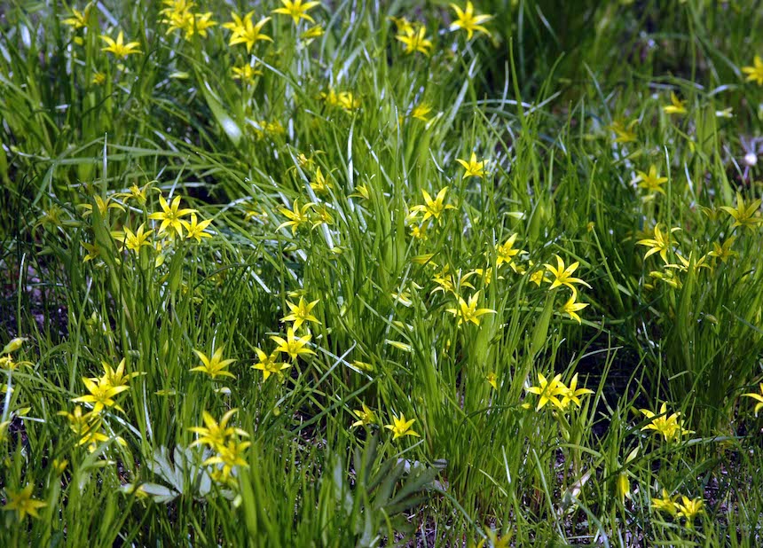 Pikkuk&auml;enrieska.