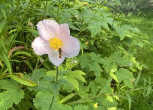 Syysvuokon kukka ja kukkak&auml;rp&auml;nen.