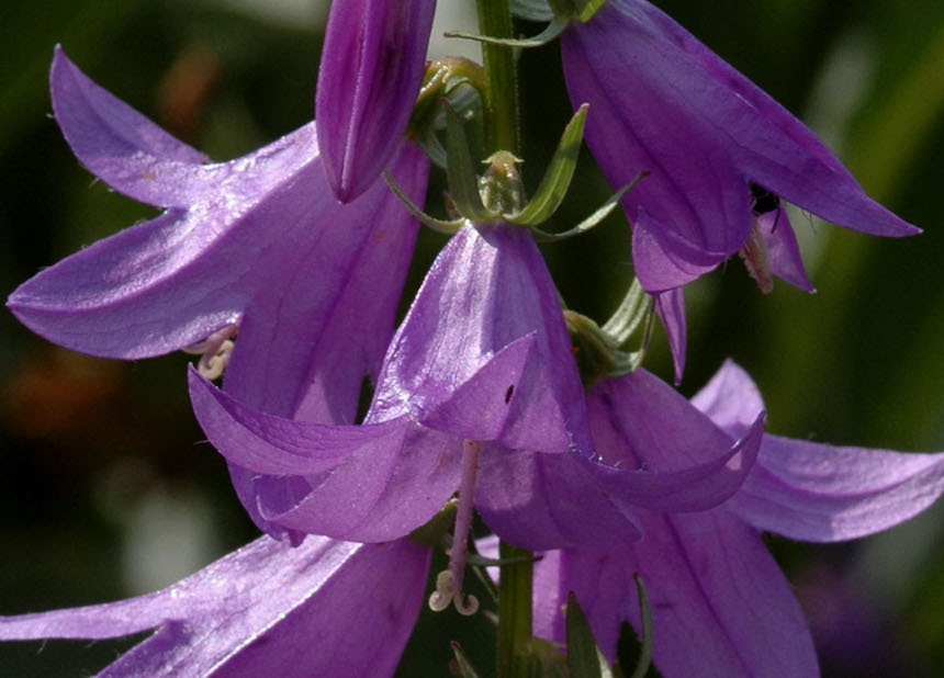 Vuohenkellon kukkia.