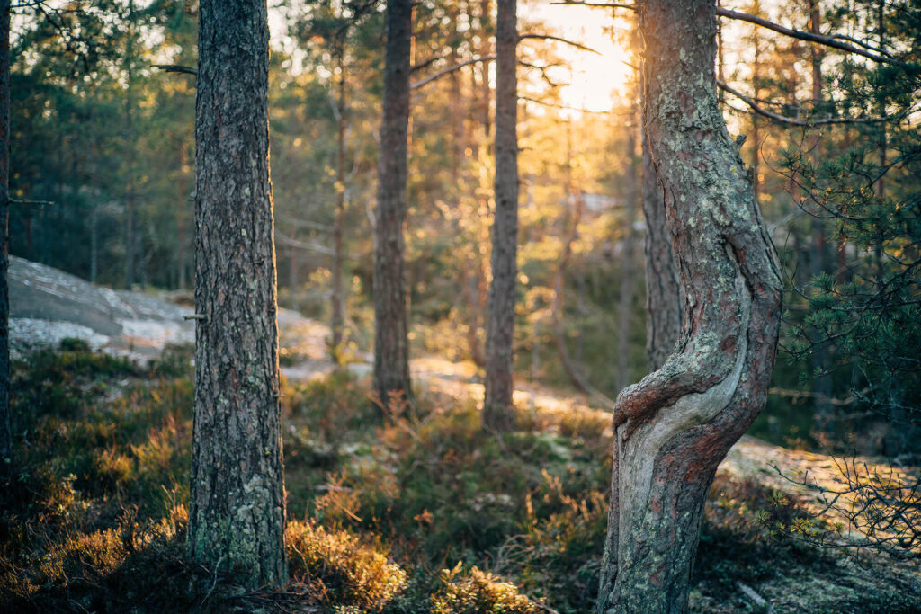 Auringon s&auml;teet loistavat puiden l&auml;pi mets&auml;ss&auml;.