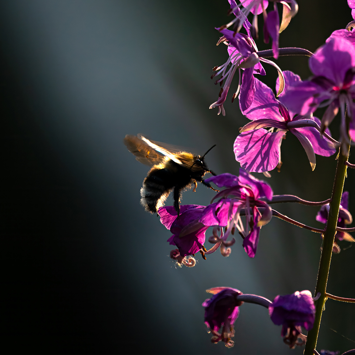 Kimalainen lentää maitohorsmaan.