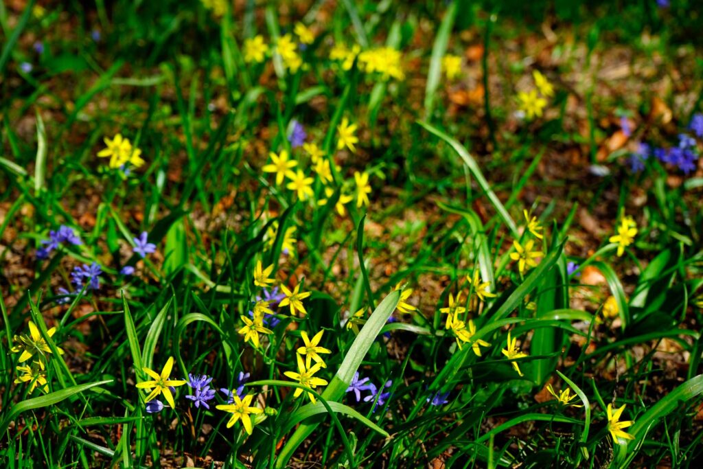 pikkuk&auml;enrieskoja ja muita kev&auml;&auml;n kukkijoita