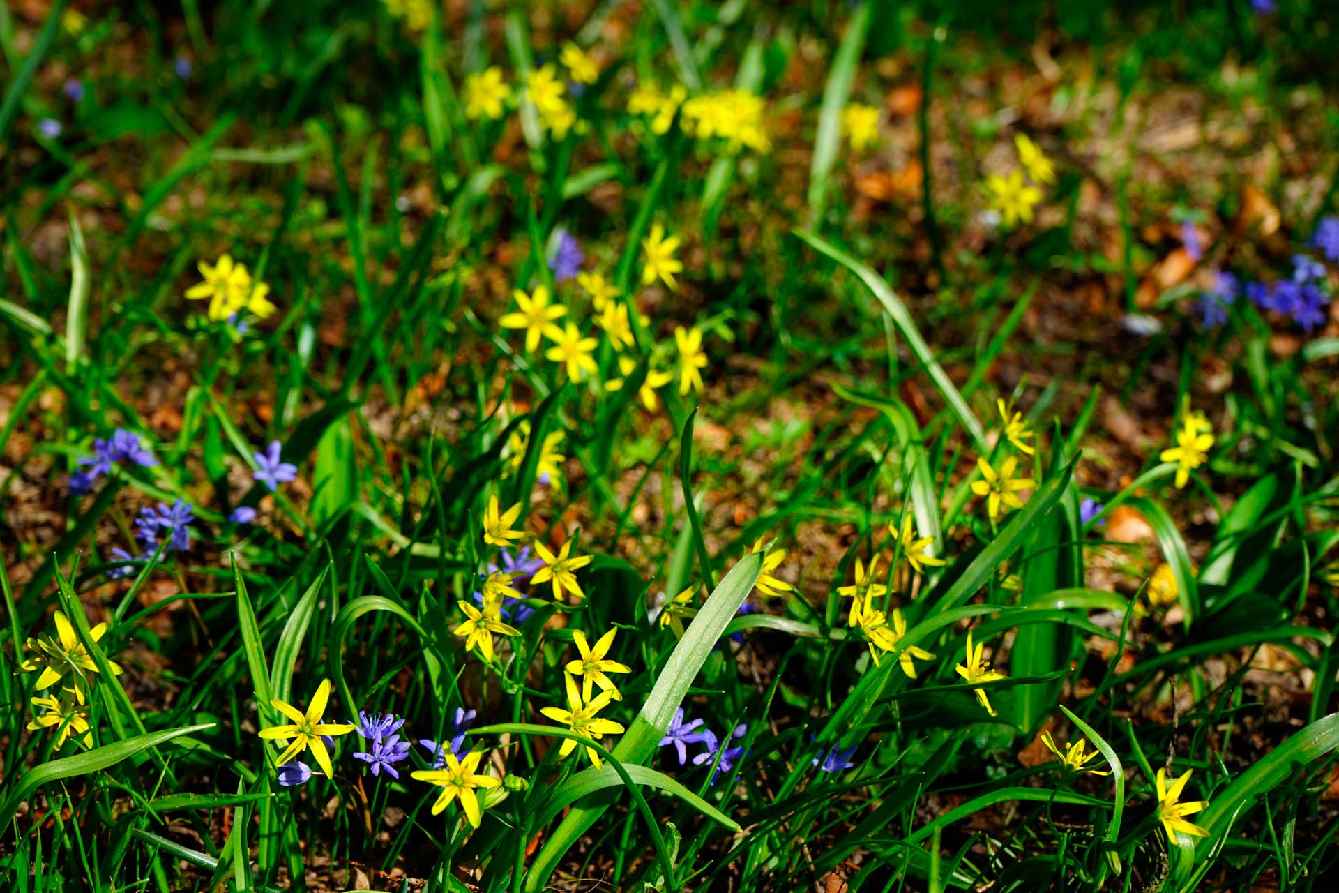 pikkukäenrieskoja ja muita kevään kukkijoita