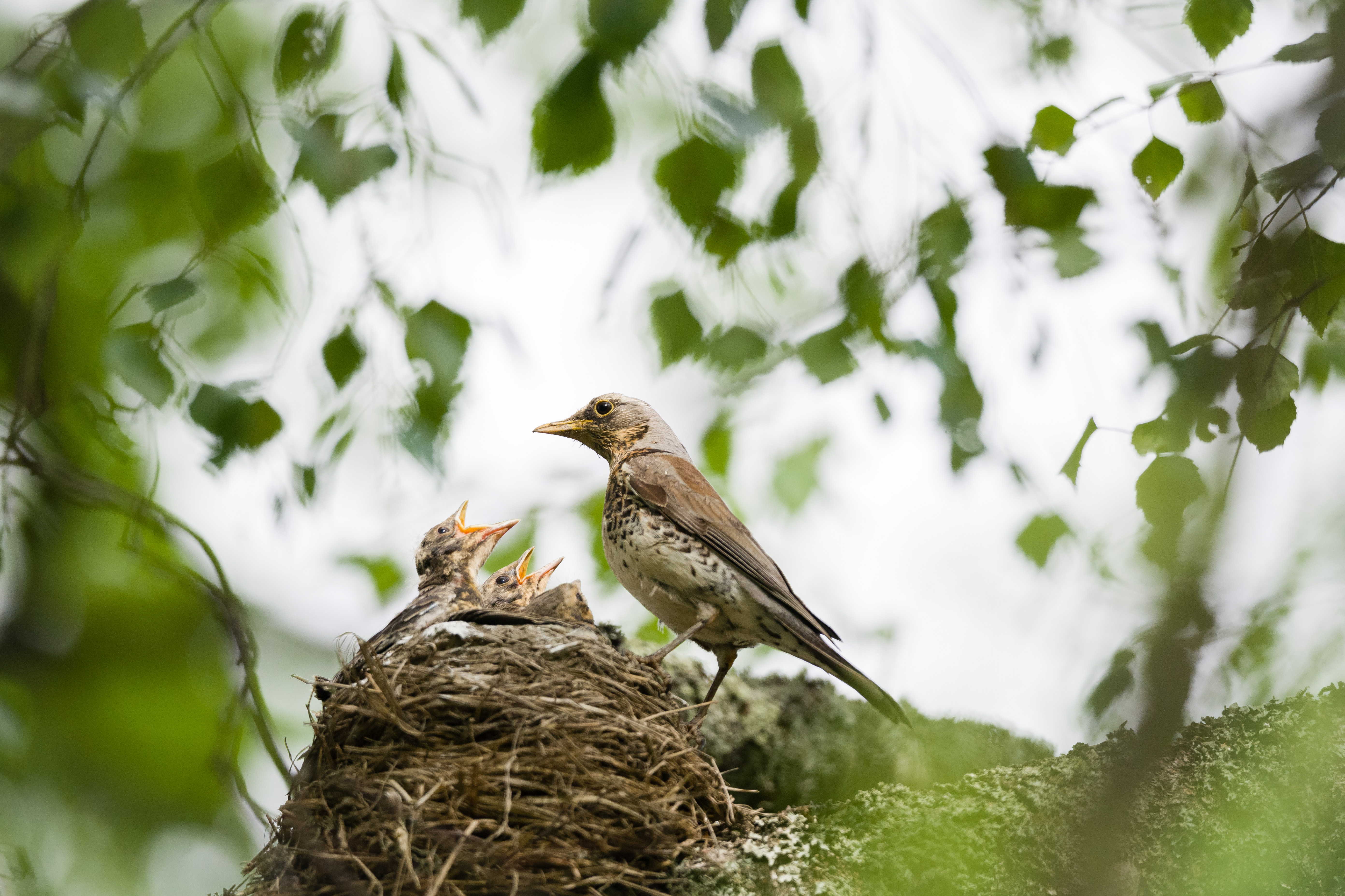 R&auml;k&auml;ttirastas ruokkii poikasiaan.