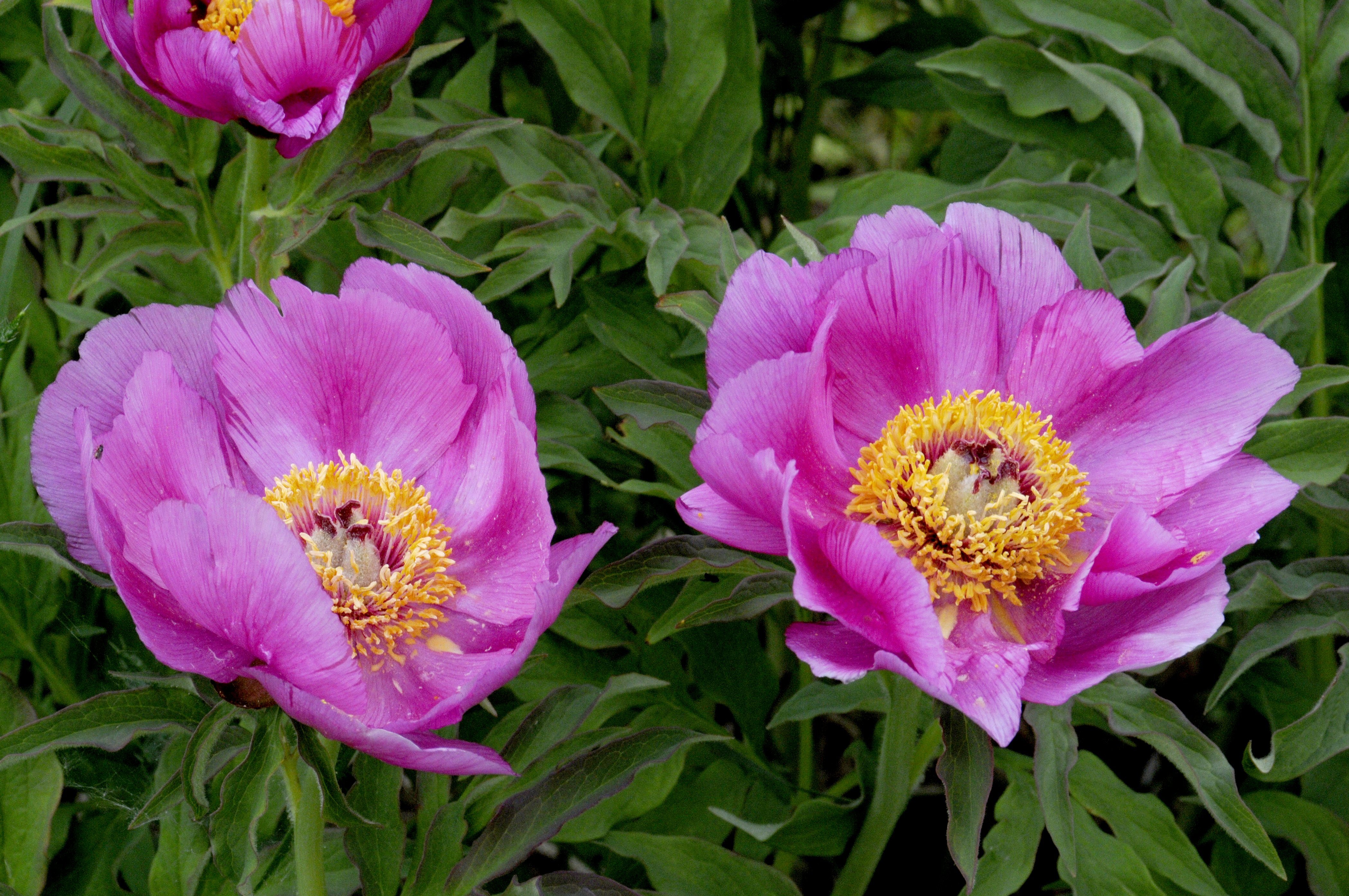 Kuolanpionin kukkia.