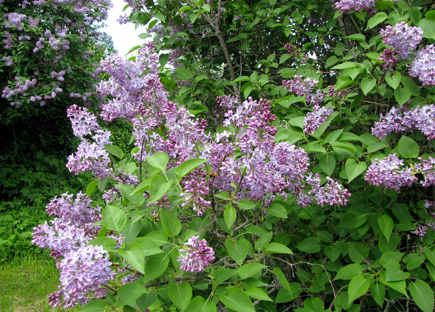 Pihasyreeni.