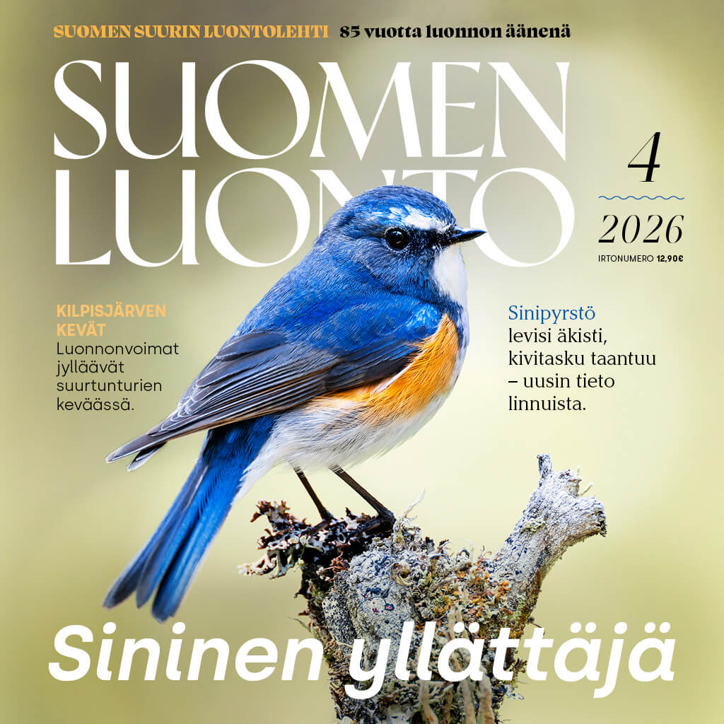 Suomen Luonto -lehden kannessa on sinipyrstö.