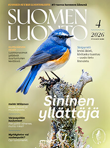 Suomen Luonto -lehden kannessa on sinipyrstö.