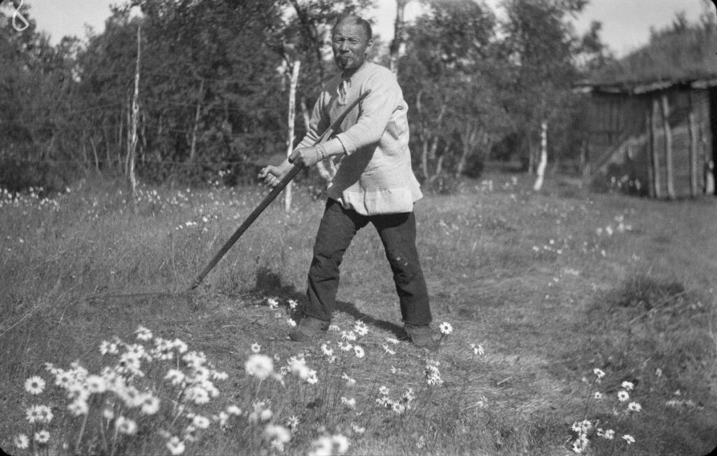 Ennen jopa pihapiirit niitettiin. Kuva: Museovirasto (Paulaharju, S. Pyssyjoki. Treeti-Jouni niittää pihamaata 1934.)