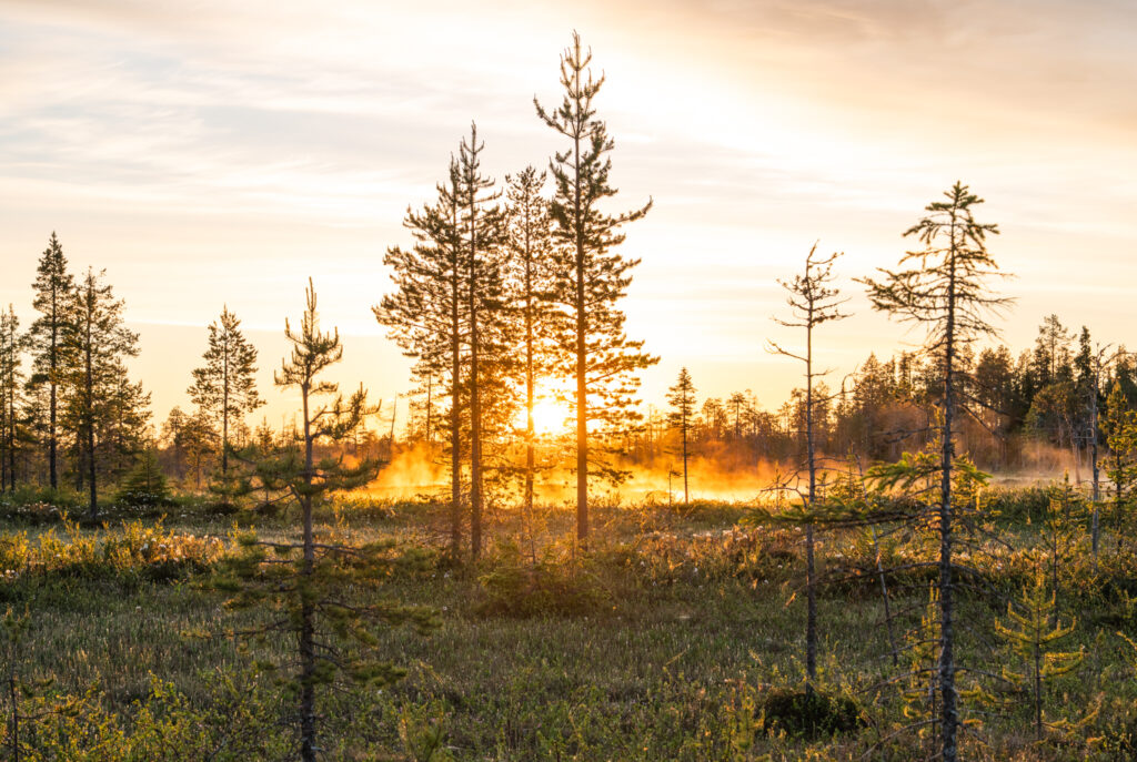 Keskiyön aurinko Viiankiaavalla.