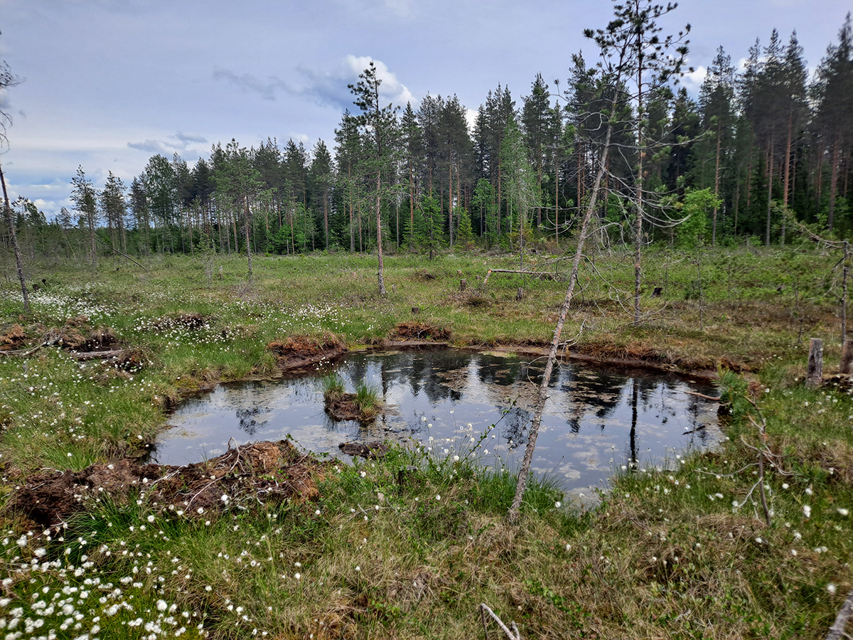 Keinoalikko, eli pieni vesikeidas ennallistetulla Sarasuolla