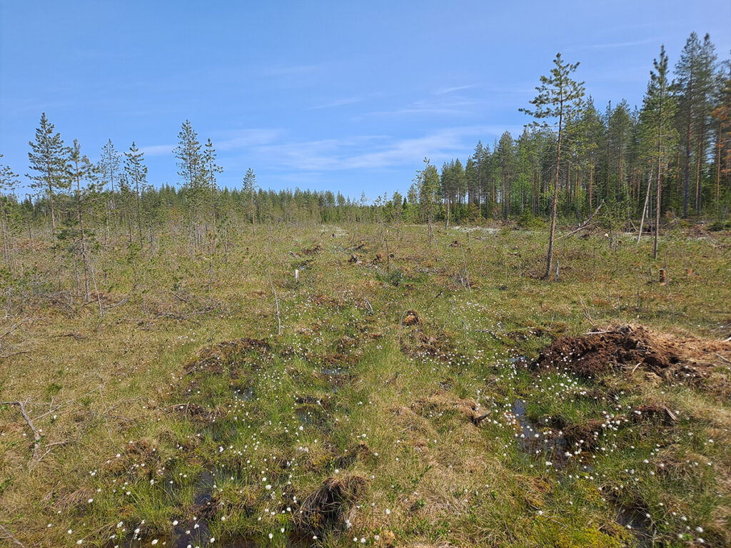 Ennallistettu suo, jossa tupasvilla kasvaa entisen ojan kohdalla.