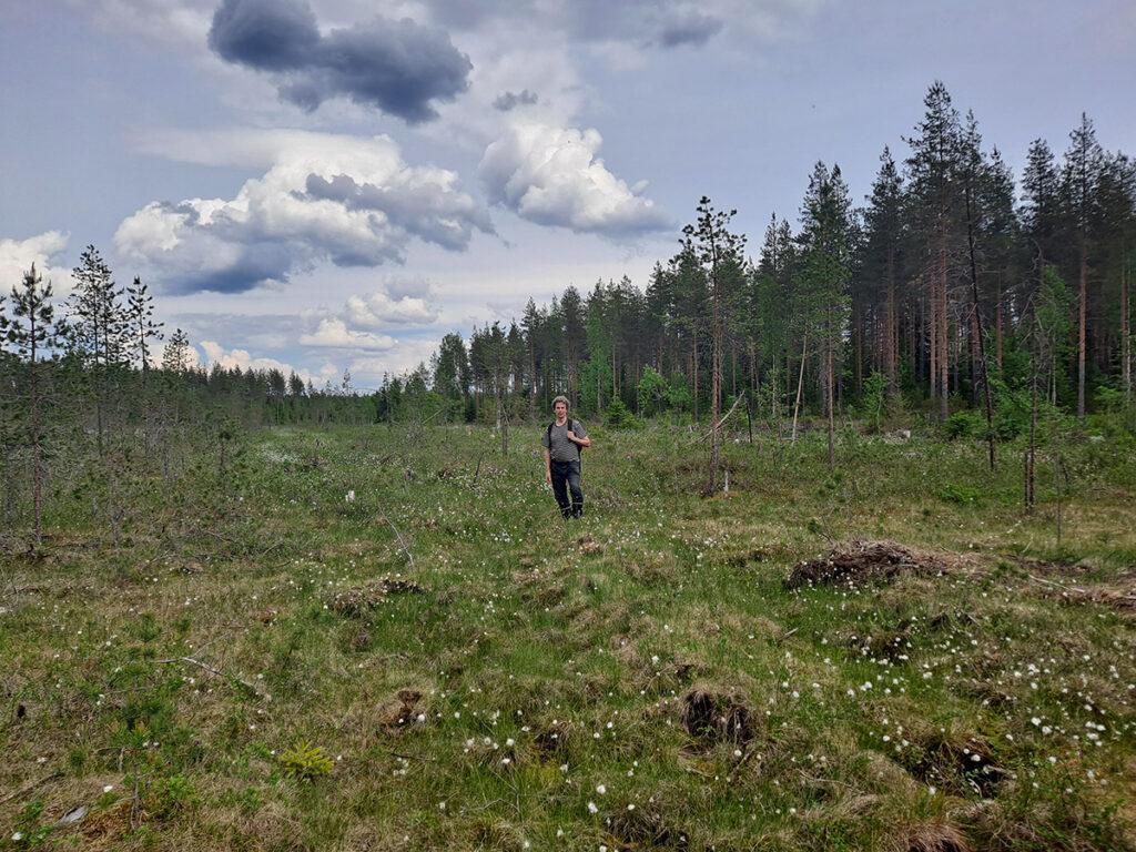 Ennallistettu suo toisena kesänä ennallistuksen jälkeen. Tupasvilla ja muut suokasvit peittävät alleen kohdan, jossa aikaisemmin oli oja.