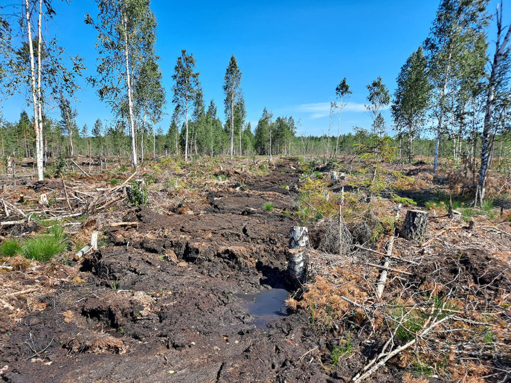 Savansuo kesällä 2022.