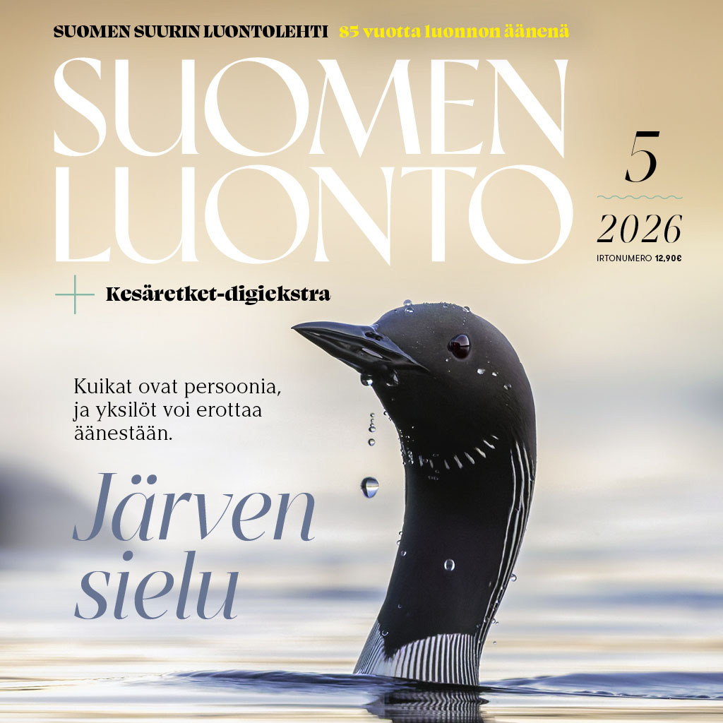 Suomen Luonto -lehden kannessa on kuikka.