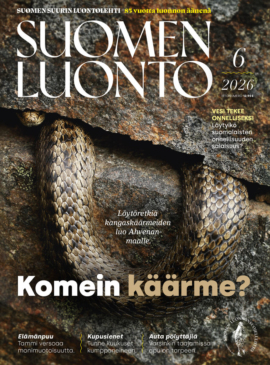 Suomen Luonto -lehden kannessa on kangaskäärme.