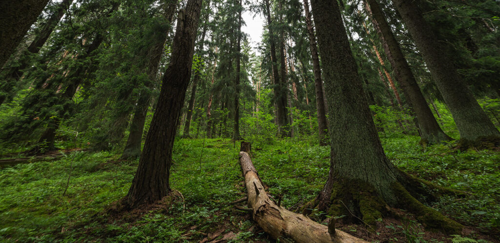Metsä.