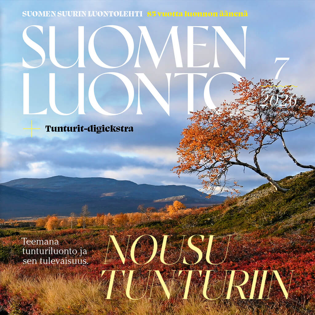 Suomen Luonto -lehden kannessa on ruskaa tunturimaisemassa.