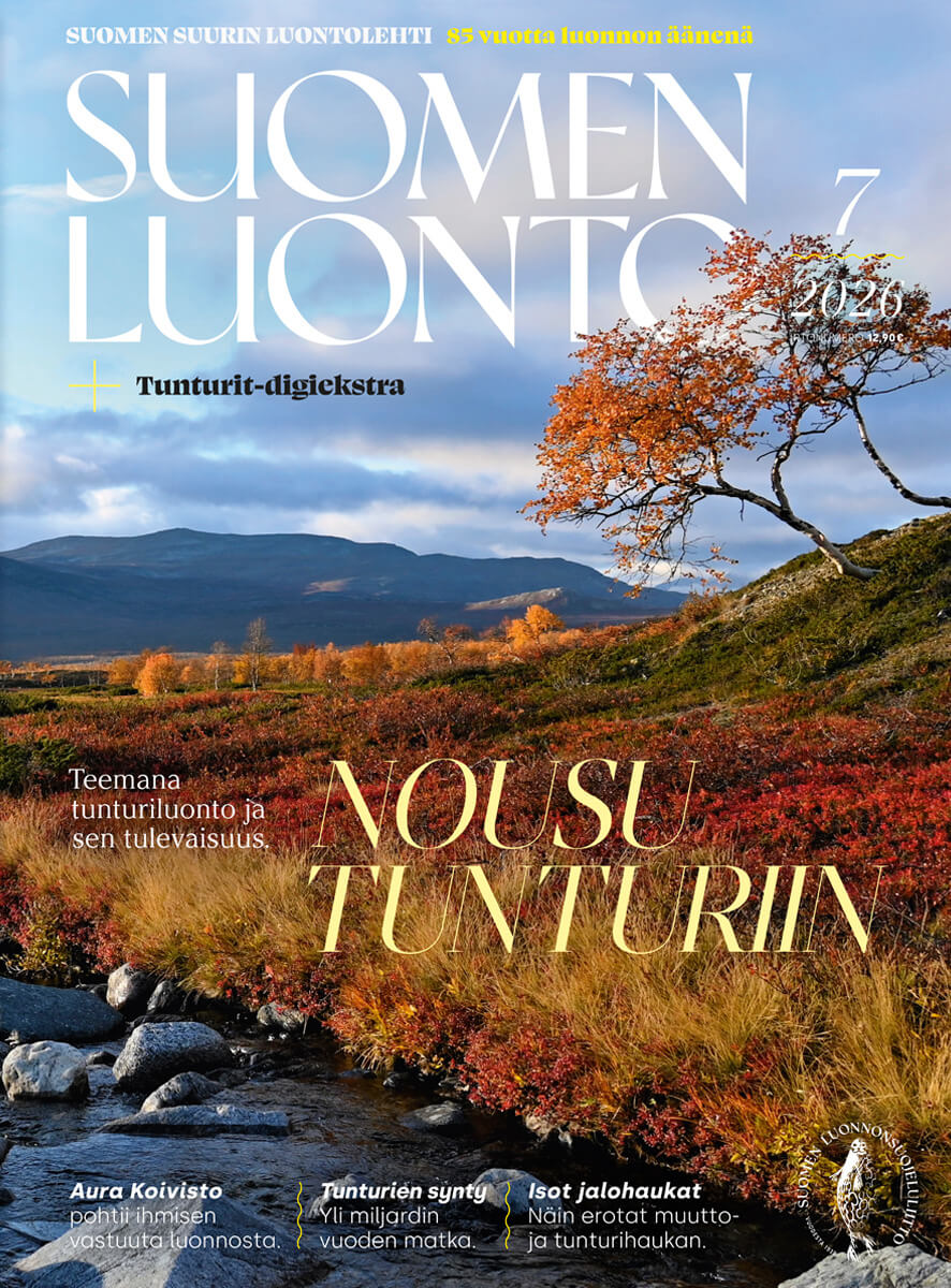 Suomen Luonto -lehden kannessa on ruskaa tunturimaisemassa.