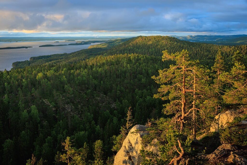 Maisema Kolilla.
