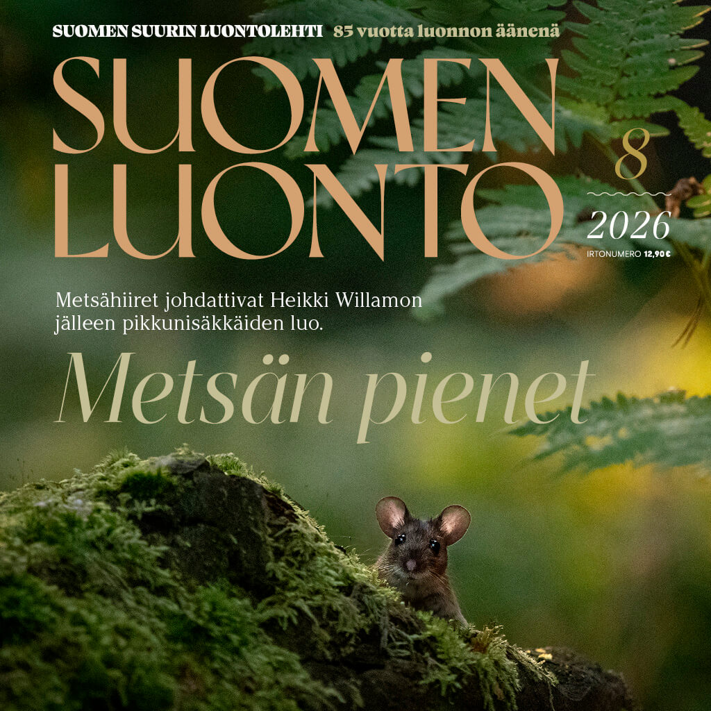 Suomen Luonto -lehden kannessa on metsähiiri.