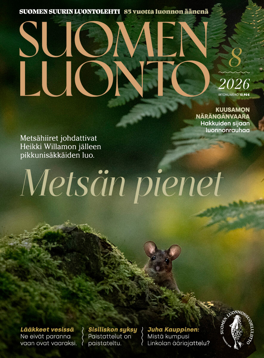 Suomen Luonto -lehden kannessa on metsähiiri.