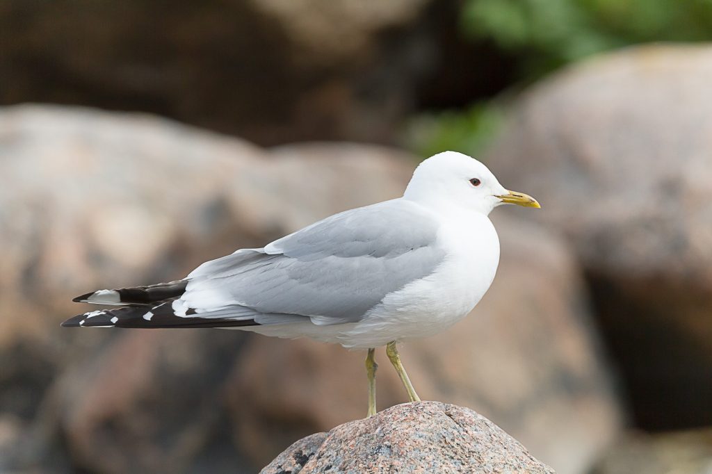 Vuoden Laji Harmaalokki Larus Argentatus Uudenmaan Piiri