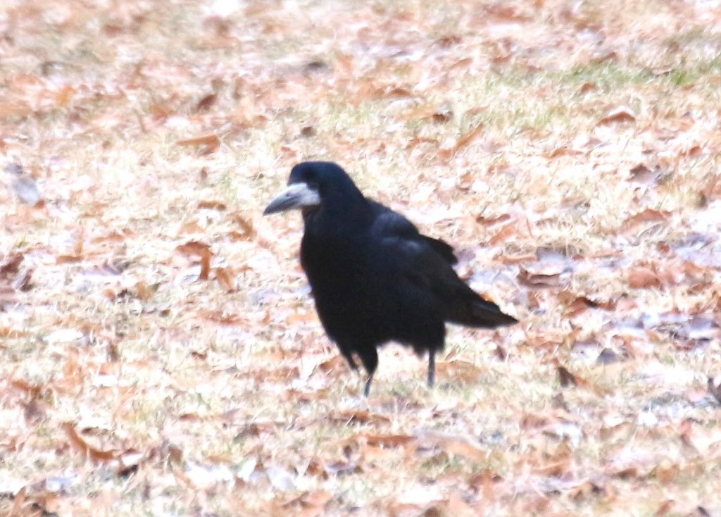 Mustavaris