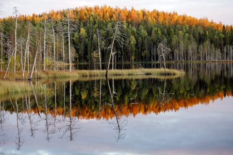 Salmivaara Salmijärveltä katsottuna