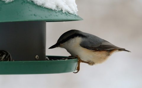 copyright Kyöti Hujanen