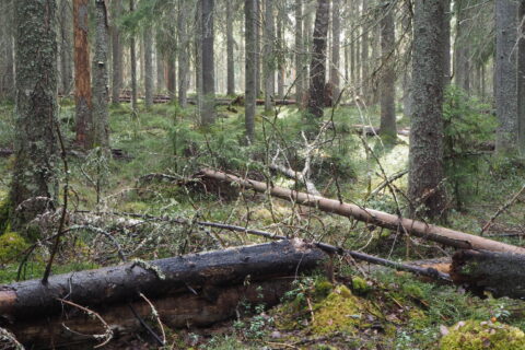Iso-Mittamon vanhaa metsää
