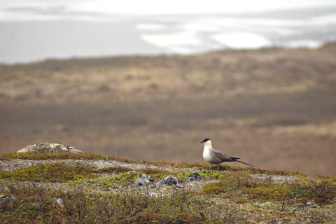 Tunturikihu