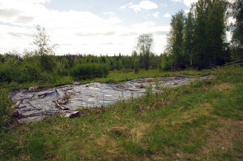 Jättiputken torjuntaa aumamuovilla