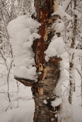 Jälkiä valkoselkätikasta.